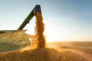 Grain,Auger,Of,Combine,Pouring,Soy,Bean,Into,Tractor,Trailer