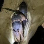 Polícia Ambiental flagra caça ilegal e resgata animais silvestres em Dom Inocêncio