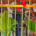Semarh acolhe e recupera animais silvestres resgatados no Piauí