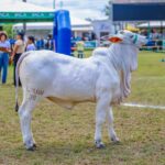 Piauí + Genética inicia nova etapa com 35 mil doses de sêmen e meta de chegar a 50 mil em 2026