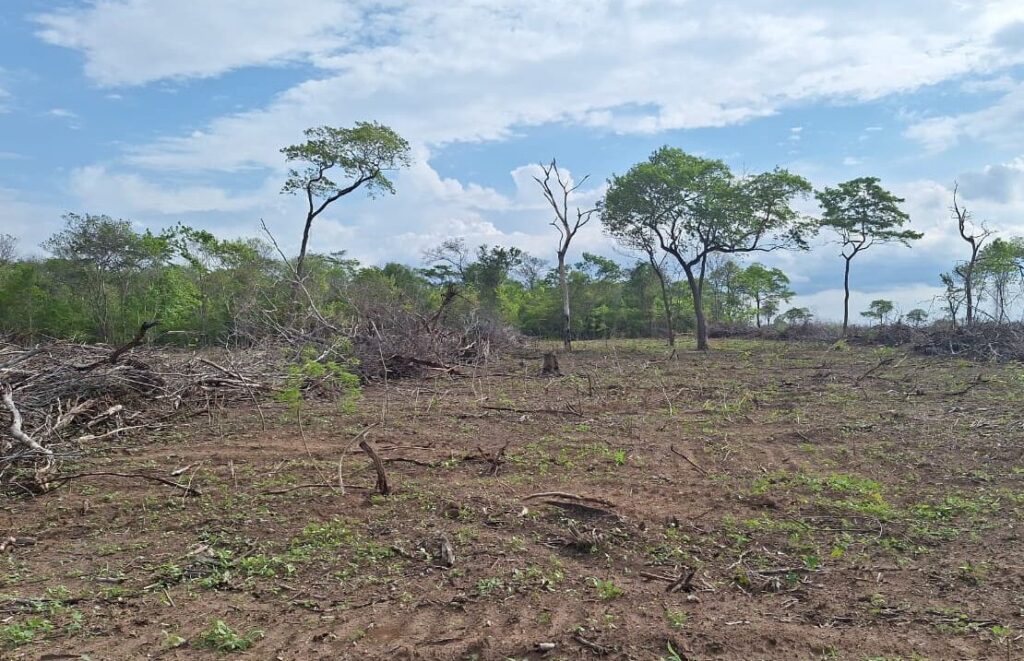desmatamento
