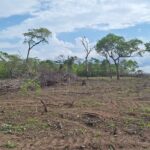 Desmatamento recua quase 60% no Piauí, maior redução entre estados com cerrado