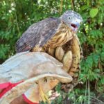 Em nova soltura de animais silvestres, Semarh devolve 29 aves à natureza e reforça ações de preservação da fauna no Piauí